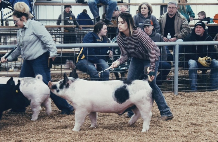 Piper Turner showing pigs in a past FFA competition.