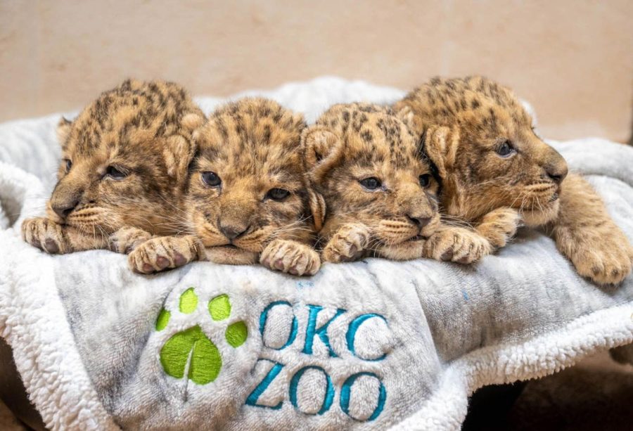 The+OKC+Zoo+welcomes+four+African+lion+cubs.+
