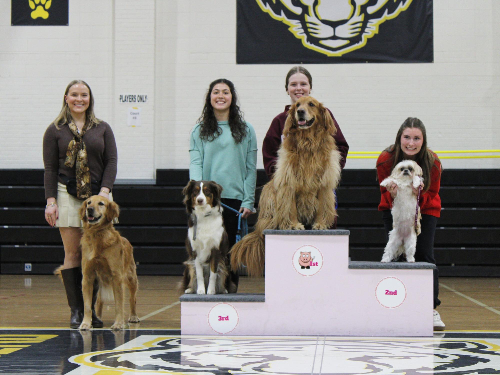 Dog show 2026
