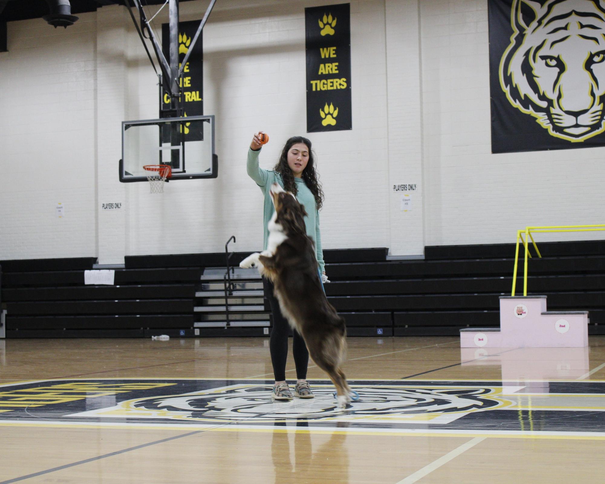 Dog show 2026