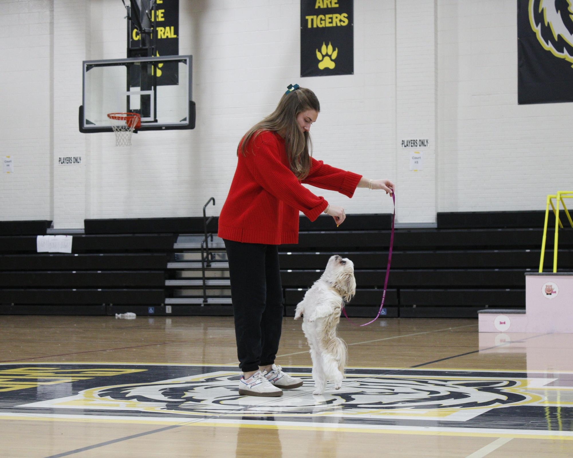 Dog show 2026