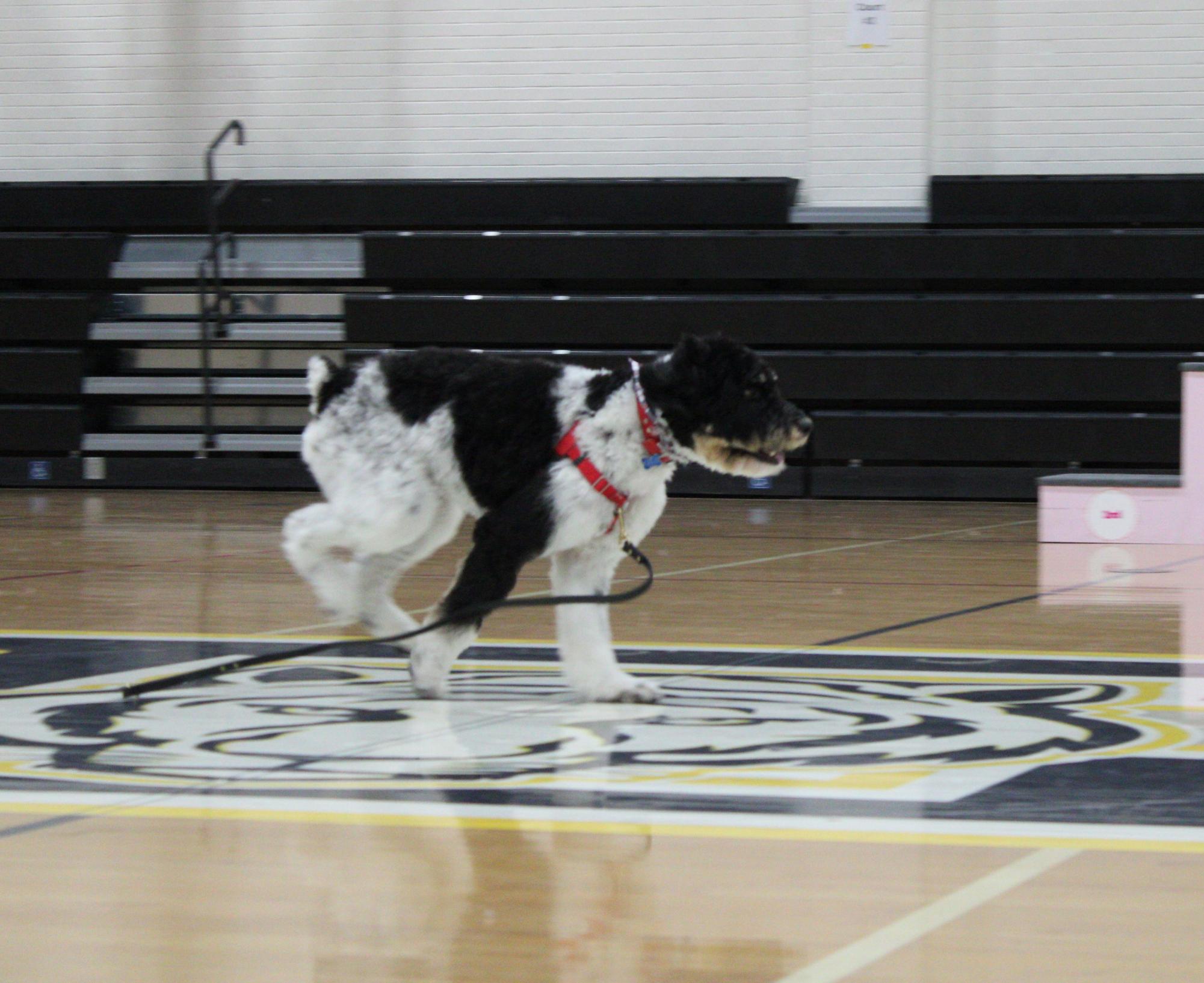 Dog show 2026